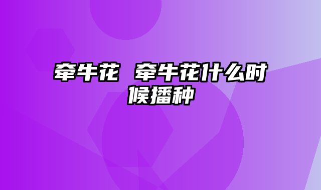 牵牛花 牵牛花什么时候播种