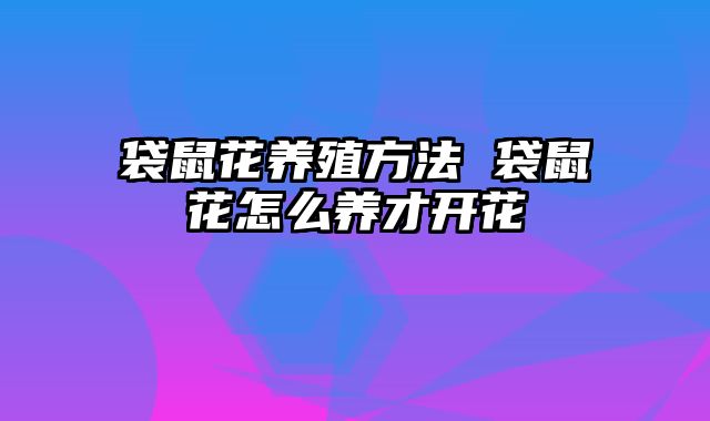 袋鼠花养殖方法 袋鼠花怎么养才开花