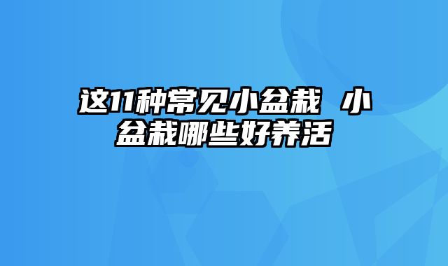 这11种常见小盆栽 小盆栽哪些好养活