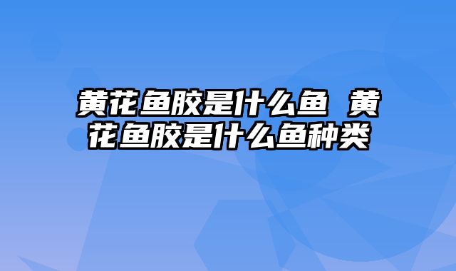 黄花鱼胶是什么鱼 黄花鱼胶是什么鱼种类