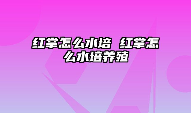 红掌怎么水培 红掌怎么水培养殖