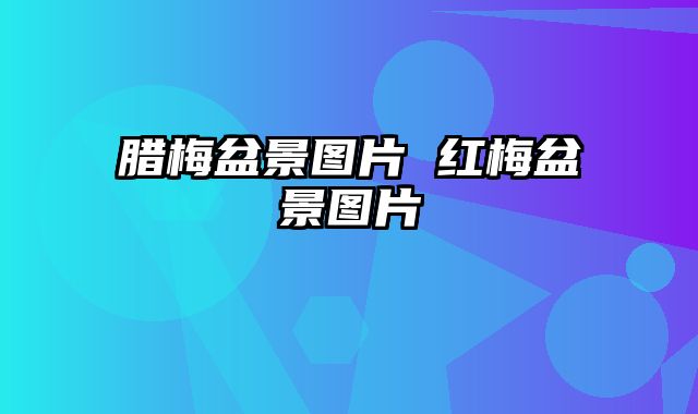腊梅盆景图片 红梅盆景图片