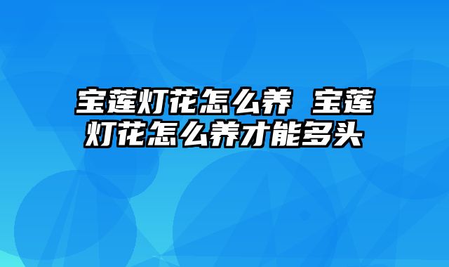 宝莲灯花怎么养 宝莲灯花怎么养才能多头
