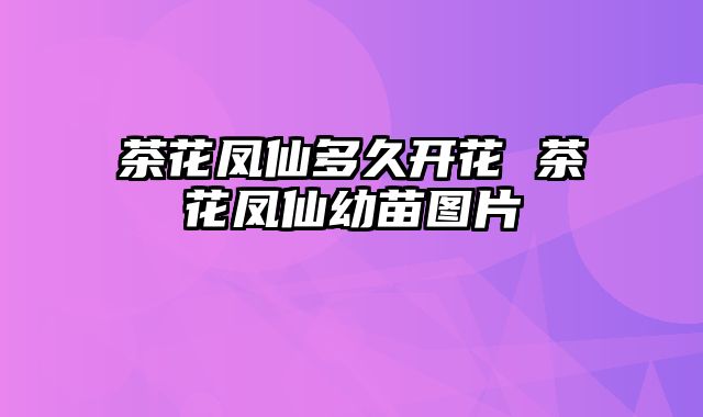 茶花凤仙多久开花 茶花凤仙幼苗图片