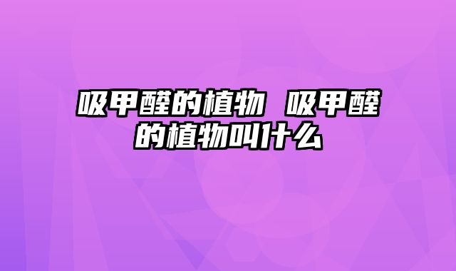 吸甲醛的植物 吸甲醛的植物叫什么