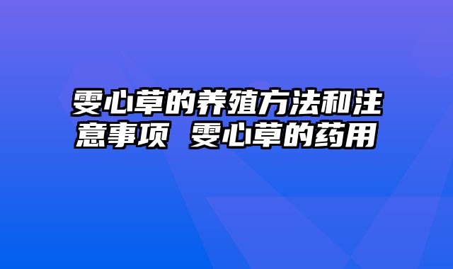 雯心草的养殖方法和注意事项 雯心草的药用