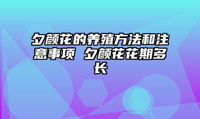 夕颜花的养殖方法和注意事项 夕颜花花期多长