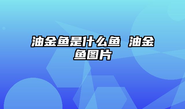 油金鱼是什么鱼 油金鱼图片