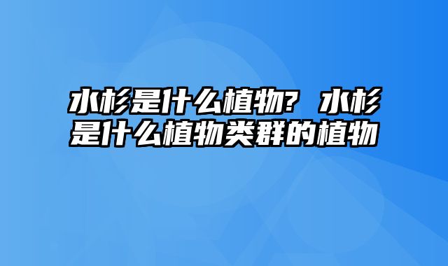 水杉是什么植物? 水杉是什么植物类群的植物