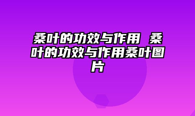 桑叶的功效与作用 桑叶的功效与作用桑叶图片