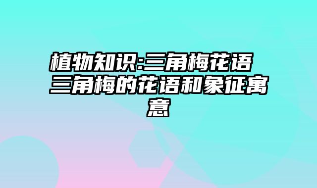 植物知识:三角梅花语 三角梅的花语和象征寓意