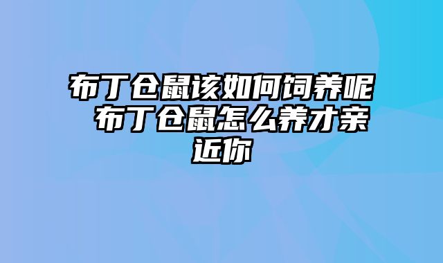 布丁仓鼠该如何饲养呢 布丁仓鼠怎么养才亲近你