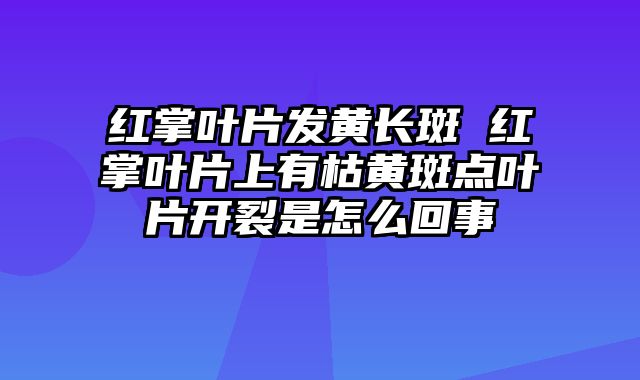 红掌叶片发黄长斑 红掌叶片上有枯黄斑点叶片开裂是怎么回事