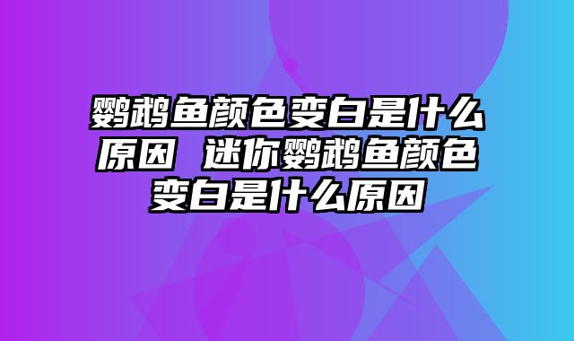 鹦鹉鱼颜色变白是什么原因 迷你鹦鹉鱼颜色变白是什么原因