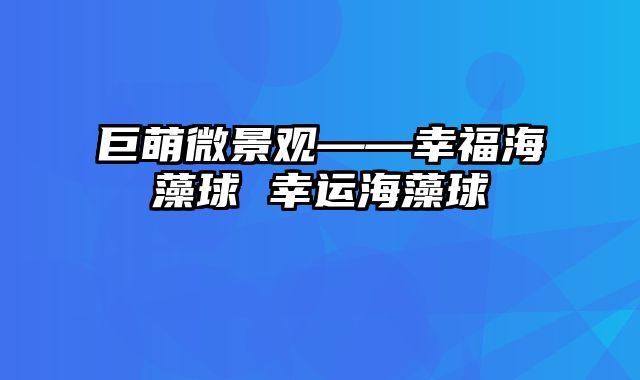 巨萌微景观——幸福海藻球 幸运海藻球