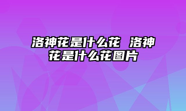 洛神花是什么花 洛神花是什么花图片