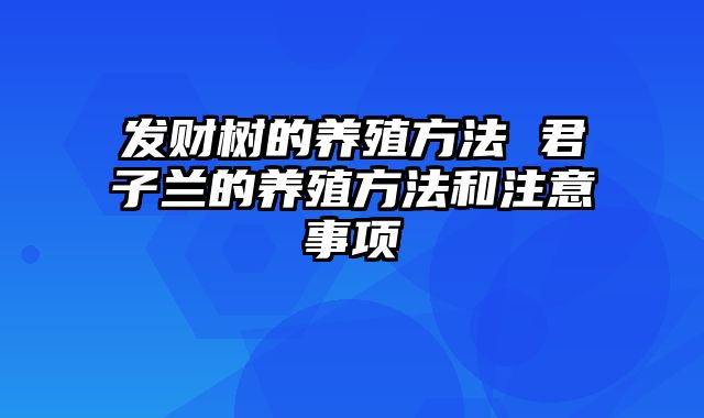 发财树的养殖方法 君子兰的养殖方法和注意事项