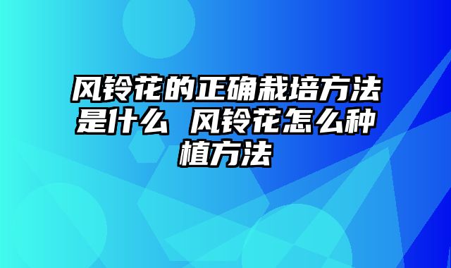 风铃花的正确栽培方法是什么 风铃花怎么种植方法
