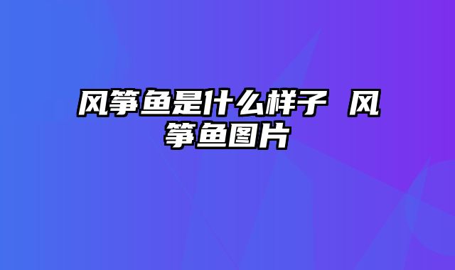 风筝鱼是什么样子 风筝鱼图片