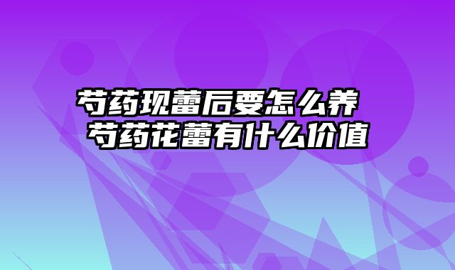 芍药现蕾后要怎么养 芍药花蕾有什么价值