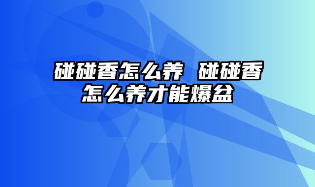 碰碰香怎么养 碰碰香怎么养才能爆盆