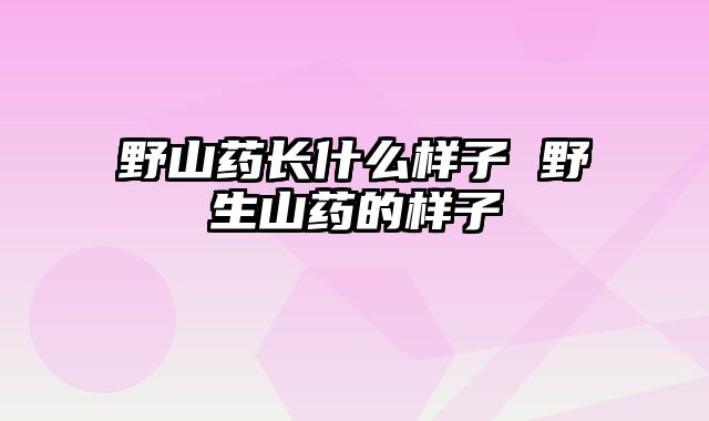 野山药长什么样子 野生山药的样子