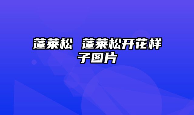 蓬莱松 蓬莱松开花样子图片