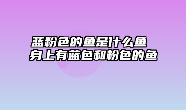 蓝粉色的鱼是什么鱼 身上有蓝色和粉色的鱼