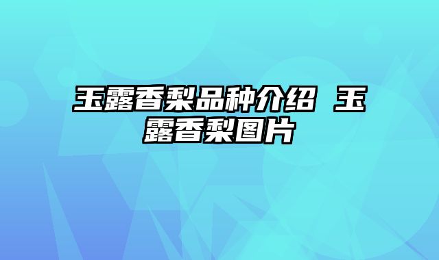 玉露香梨品种介绍 玉露香梨图片