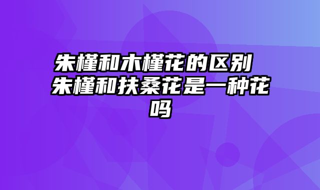 朱槿和木槿花的区别 朱槿和扶桑花是一种花吗