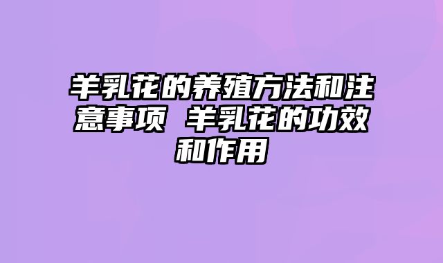 羊乳花的养殖方法和注意事项 羊乳花的功效和作用