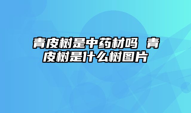 青皮树是中药材吗 青皮树是什么树图片