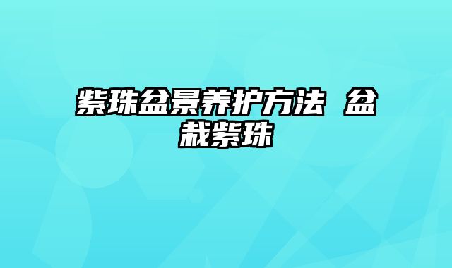 紫珠盆景养护方法 盆栽紫珠