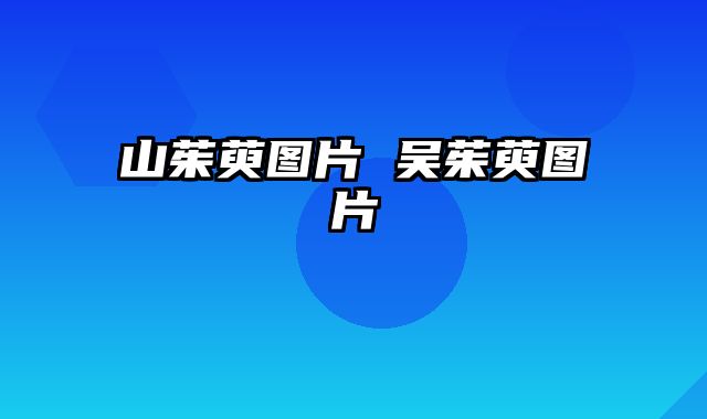 山茱萸图片 吴茱萸图片