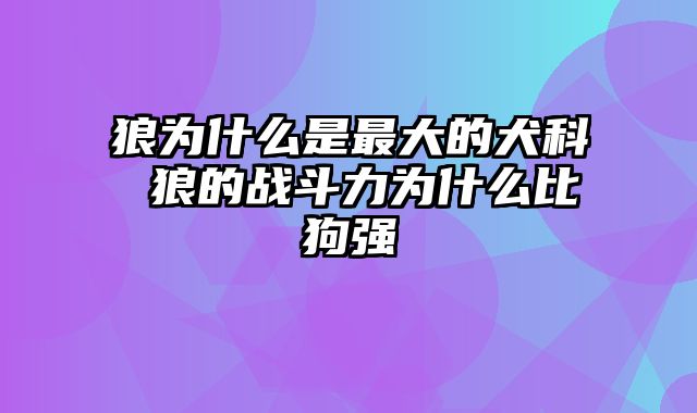 狼为什么是最大的犬科 狼的战斗力为什么比狗强