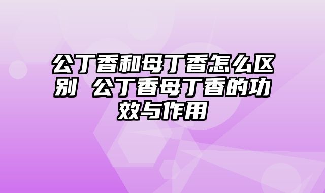 公丁香和母丁香怎么区别 公丁香母丁香的功效与作用