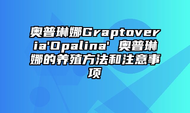 奥普琳娜Graptoveria'Opalina' 奥普琳娜的养殖方法和注意事项