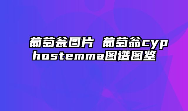 葡萄瓮图片 葡萄翁cyphostemma图谱图鉴