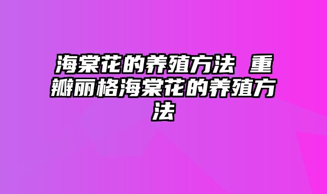 海棠花的养殖方法 重瓣丽格海棠花的养殖方法
