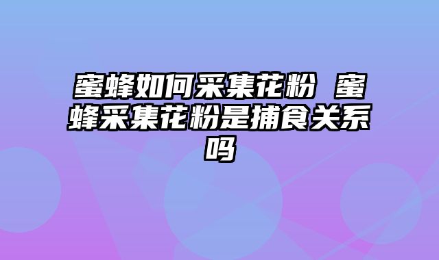 蜜蜂如何采集花粉 蜜蜂采集花粉是捕食关系吗