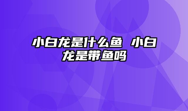 小白龙是什么鱼 小白龙是带鱼吗