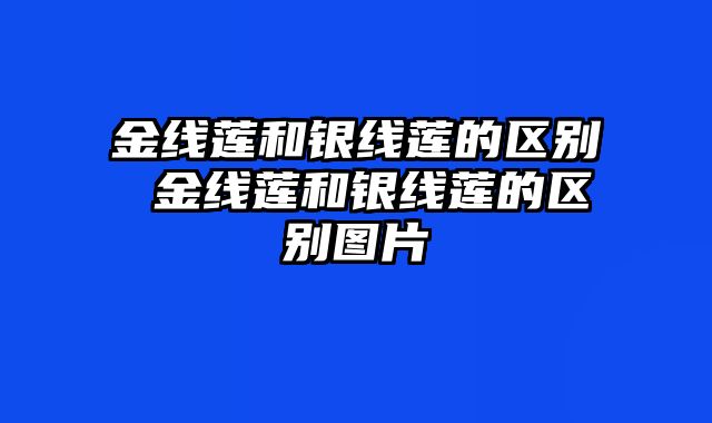 金线莲和银线莲的区别 金线莲和银线莲的区别图片