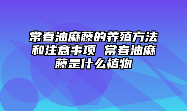 常春油麻藤的养殖方法和注意事项 常春油麻藤是什么植物