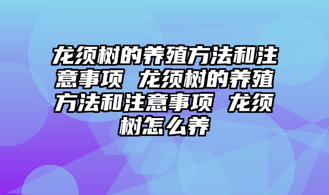 龙须树的养殖方法和注意事项 龙须树的养殖方法和注意事项 龙须树怎么养