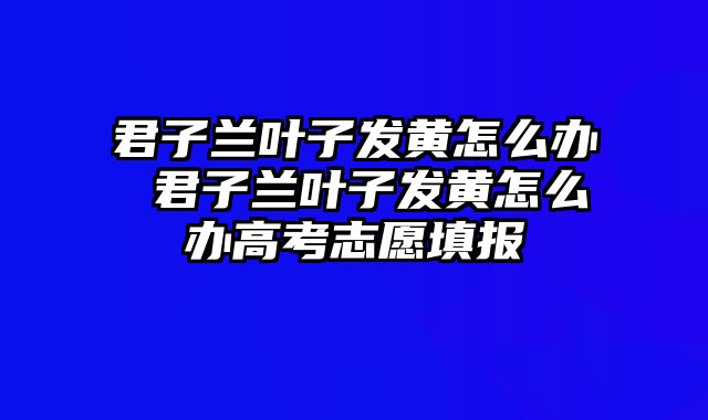 君子兰叶子发黄怎么办 君子兰叶子发黄怎么办高考志愿填报