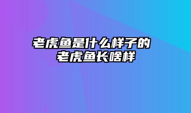 老虎鱼是什么样子的 老虎鱼长啥样