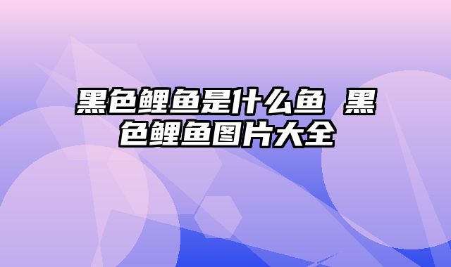 黑色鲤鱼是什么鱼 黑色鲤鱼图片大全