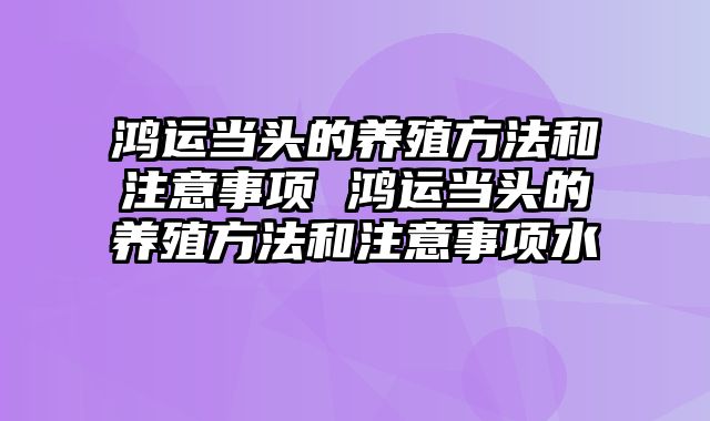 鸿运当头的养殖方法和注意事项 鸿运当头的养殖方法和注意事项水
