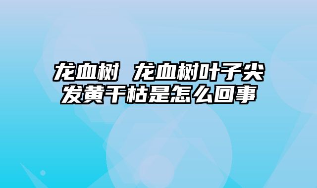 龙血树 龙血树叶子尖发黄干枯是怎么回事