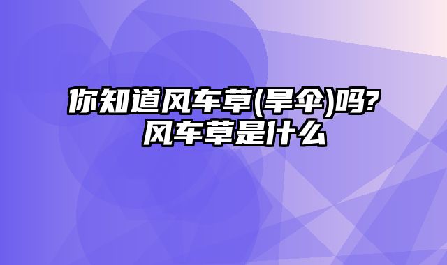 你知道风车草(旱伞)吗? 风车草是什么 